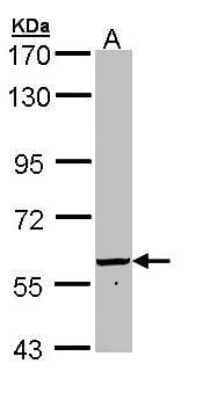 Western Blot: 58K Golgi Protein Antibody [NBP1-32793] - Sample (30 ug of whole cell lysate) A: HeLa 7.5% SDS PAGE diluted at 1:1000