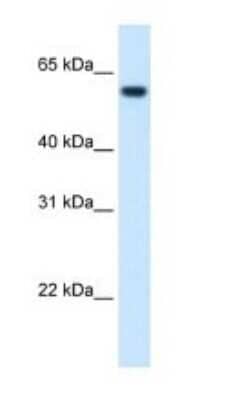 Western Blot: 58K Golgi Protein Antibody [NBP1-54997] - Titration: 1.25ug/ml Positive Control: Fetal liver cell lysate.