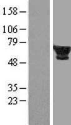Western Blot: 58K Golgi Protein Overexpression Lysate (Adult Normal) [NBP2-04513] Left-Empty vector transfected control cell lysate (HEK293 cell lysate); Right -Over-expression Lysate for 58K Golgi Protein.