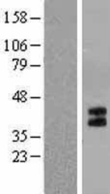 Western Blot 5-HT1B Overexpression Lysate