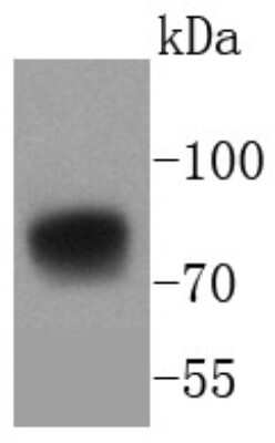 Western Blot: 5T4 Antibody (SU34-05) [NBP2-67470] - Analysis of 5T4 on MCF-7 cells lysates using anti-5T4 antibody at 1/1,000 dilution.