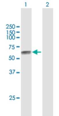 Western Blot: 5T4 Antibody [H00007162-B01P] - Analysis of TPBG expression in transfected 293T cell line by TPBG polyclonal antibody.  Lane 1: TPBG transfected lysate(46.2 KDa). Lane 2: Non-transfected lysate.