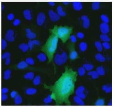 Immunocytochemistry/Immunofluorescence: 6-Histidine Epitope Tag Antibody (HIS.H8) [DyLight 488] [NBP2-31055G] - Analysis of HeLa cells transfected with a construct containing a 6x-His Epitope Tag. Formalin fixed cells were permeabilized with 0.1% Triton X-100 in TBS for 10 minutes at room temperature and blocked with 1% Blocker BSA for 15 minutes at room temperature. Cells were probed with a DyLight 488-conjugated 6x-His Epitope Tag monoclonal antibody at a dilution of 1:25 for at least 1 hour at room temperature. Nuclei (blue) were stained with Hoechst 33342 dye. Images were taken on a Thermo Scietific ArrayScan or ToxInsight Instrument at 20X magnification.