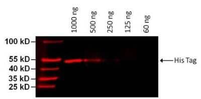 Western Blot: 6-Histidine Epitope Tag Antibody (HIS.H8) [DyLight 680] [NBP2-31055FR] - analysis of 6x-His Epitope Tag was performed by loading various amounts of E. coli lysate containing a multi-epitope tagged protein per well onto a 4-20% Tris-HCl polyacrylamide gel. Proteins were transferred to a PVDF membrane and blocked with 5% BSA/TBST for at least 1 hour. The membrane was probed with a DyLight 680-conjugated 6x-His Epitope Tag monoclonal antibody at a dilution of 1:1000 for 1 hour at room temperature on a rocking platform and washed in TBS-0.1% Tween-20. Detection was performed using the LI-COR Odyssey.