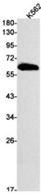 Western Blot: 6 Phosphofructo 2 Kinase Antibody (S08-7A4) [NBP3-19966] - Western blot detection of 6 Phosphofructo 2 Kinase in K562 cell lysates using NBP3-19966 (1:1000 diluted). Predicted band size: 60kDa. Observed band size: 60kDa.
