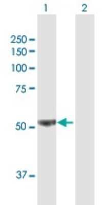 Western Blot: 6 Phosphofructo 2 Kinase Antibody [H00005209-B01P] - Analysis of PFKFB3 expression in transfected 293T cell line by PFKFB3 polyclonal antibody.  Lane 1: PFKFB3 transfected lysate(57.2 KDa). Lane 2: Non-transfected lysate.