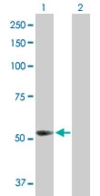 Western Blot: 6 Phosphofructo 2 Kinase Antibody [H00005209-D01P] - Analysis of PFKFB3 expression in transfected 293T cell line by PFKFB3 polyclonal antibody.Lane 1: PFKFB3 transfected lysate(59.60 KDa).Lane 2: Non-transfected lysate.