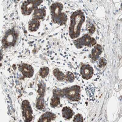 Immunohistochemistry-Paraffin: 60S ribosomal protein L23 Antibody [NBP1-87847] - Staining of human breast shows strong cytoplasmic positivity in glandular cells.