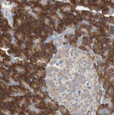 Immunohistochemistry-Paraffin: 60S ribosomal protein L23 Antibody [NBP1-87847] - Staining of human pancreas shows strong cytoplasmic positivity in excorine glandular cells.