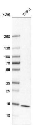 Western Blot: 60S ribosomal protein L23 Antibody [NBP1-87847] - Analysis in human cell line THP-1.