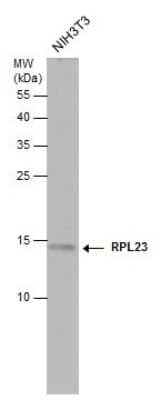 Western Blot: 60S ribosomal protein L23 Antibody [NBP3-12980] - 60S ribosomal protein L23 antibody detects 60S ribosomal protein L23 protein by western blot analysis. Whole cell extracts (30 ug) was separated by 15% SDS-PAGE, and the membrane was blotted with 60S ribosomal protein L23 antibody (NBP3-12980) diluted at 1:500.