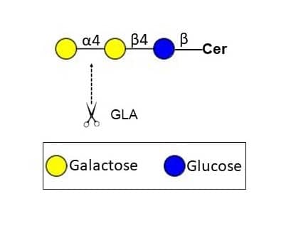 Enzyme Activity alpha-Galactosidase A/GLA [Unconjugated]