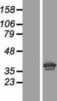 Western Blot RPSA Overexpression Lysate