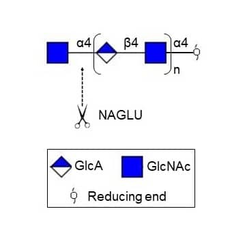 Recombinant Human NAGLU Protein, CF (Catalog # 7096-GH) degrades heparan sulfate by hydrolysis of terminal GlcNAc resides in N-acetyl-alpha-D-glucosaminides of heparan sulfate. 
