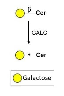 Enzyme Activity Galactosylceramidase/GALC [Unconjugated]