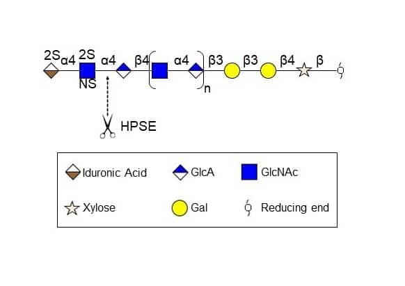 Enzyme Activity Heparanase/HPSE [Unconjugated]