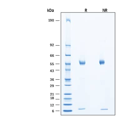 SDS-Page Heparanase/HPSE [Unconjugated]