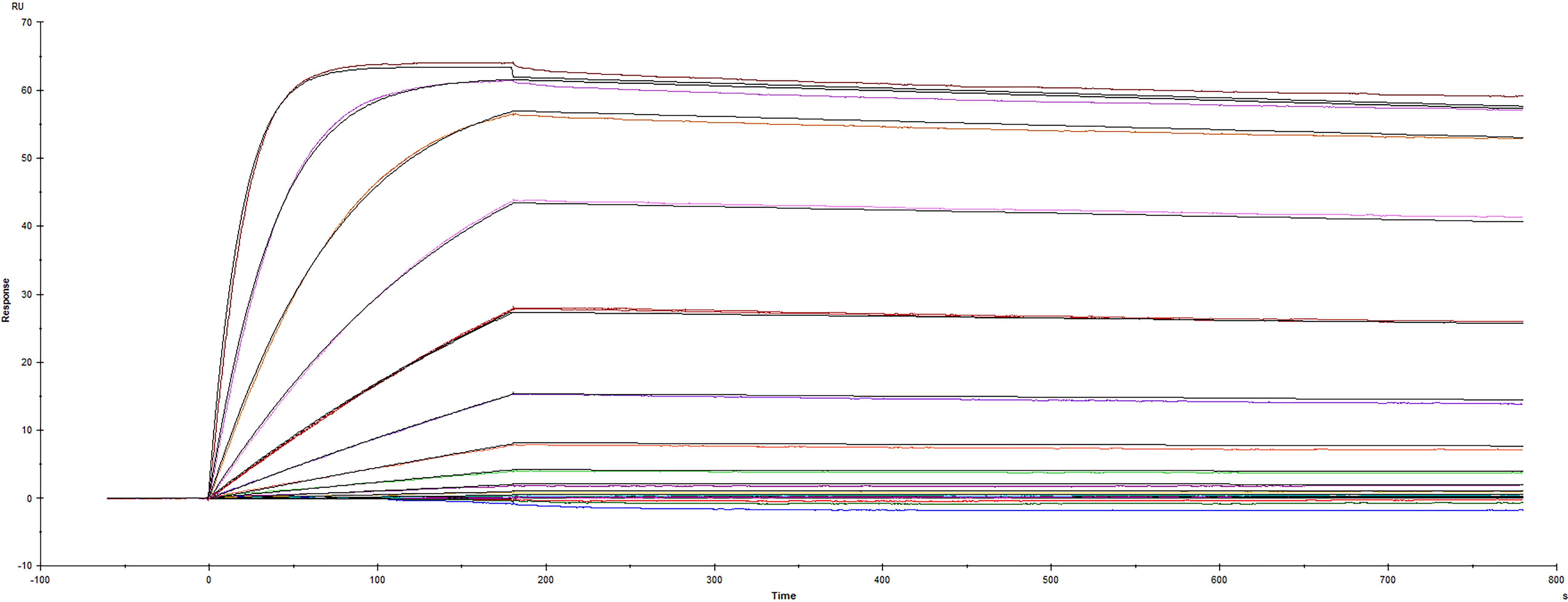Binding of Recombinant Human IL-17/IL-17A (Catalog # 7955-IL) to Ixekizumab biosimilar antibody captured via Recombinant Protein A/G/L (NBP2-34985) was evaluated by Surface Plasmon Resonance (SPR). Analysis of the interaction was characterized based on a series of Recombinant Human IL-17/IL-17A concentrations, yielding an equilibrium dissociation constant (KD) of 19.5 pM. Representative sensorgrams are shown.
