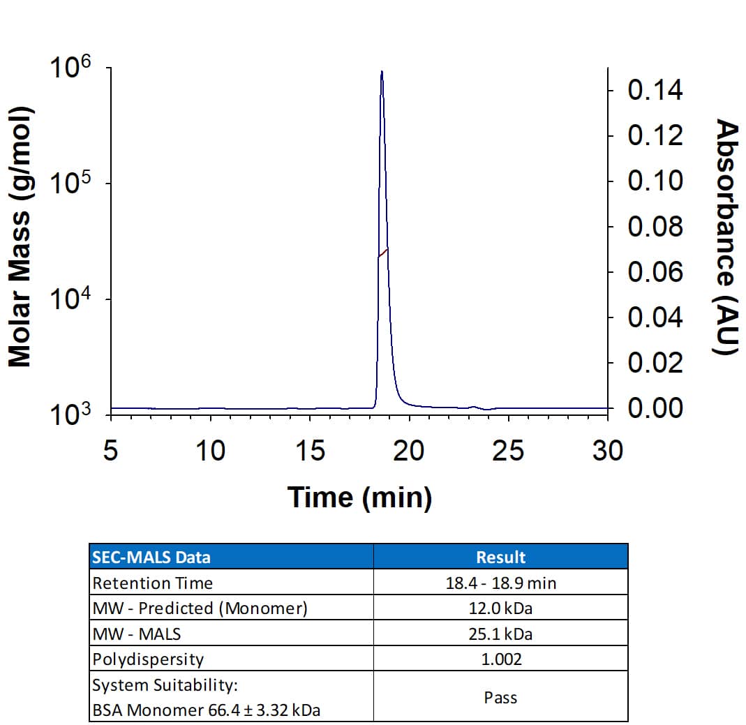 Recombinant Human GDF‑15 Protein (Catalog # 8146-GD) has a molecular weight (MW) of 24-26 kDa as analyzed by SEC-MALS, suggesting that this protein is a homodimer. MW may differ from predicted MW due to post-translational modifications (PTMs) present (i.e. Glycosylation).