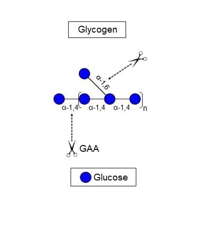 Recombinant Human Lysosomal alpha-Glucosidase/GAA Protein, CF (Catalog # 8329-GH) hydrolyses both alpha-1,4- and alpha-1,6-glucosidic linkages on glycogen to release terminal glucose. 