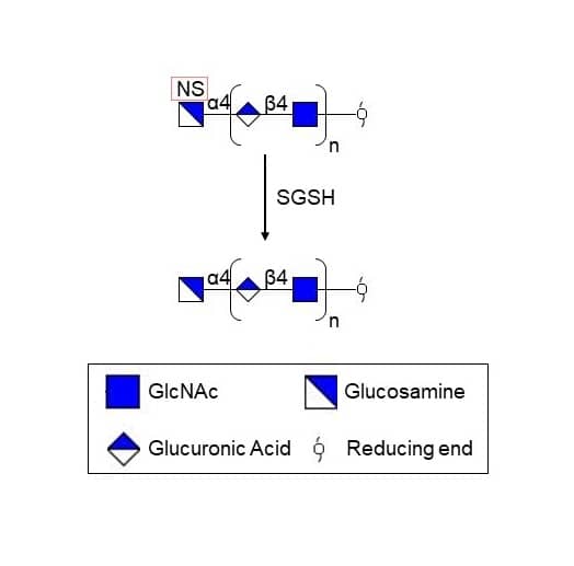 Recombinant Human Sulfamidase/SGSH Protein, CF (Catalog # 8380-SU) hydrolyzes N-linked sulfate group from the non-reducing terminal glucosaminide residues of heparan sulfate.
