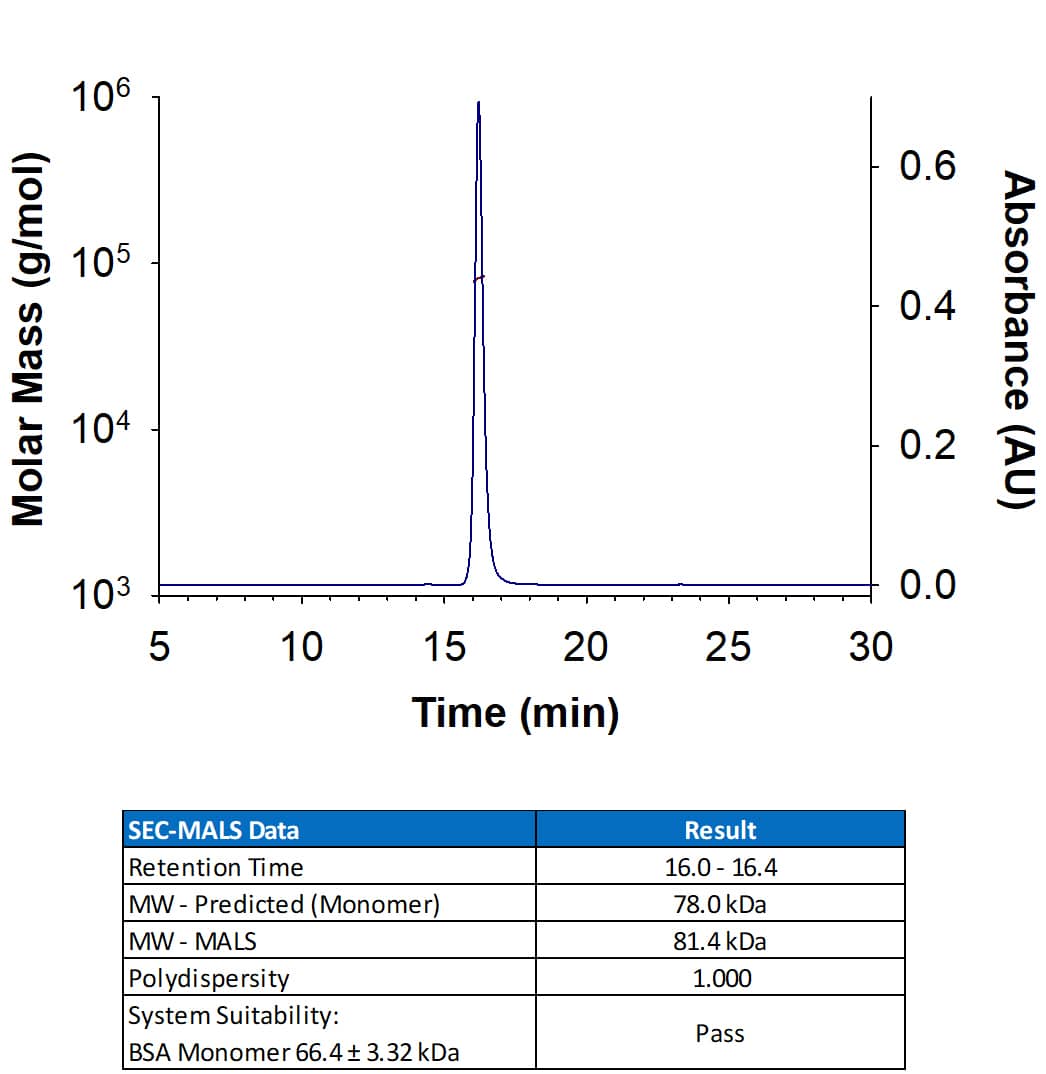 Recombinant P. heparinus Chondroitinase AC Protein (Catalog # 8384-GH) has a molecular weight (MW) of  77-85 kDa as analyzed by SEC-MALS, suggesting that this protein is a monomer. 