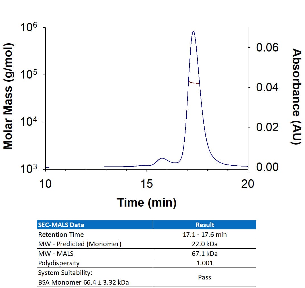 Recombinant Rat CD40 Ligand/TNFSF5 (Catalog # 8414-CL) has a molecular weight (MW) of 67.1 kDa as analyzed by SEC-MALS, suggesting that this protein is a homotrimer.  MW may differ from predicted MW due to post-translational modifications (PTMs) present (i.e. Glycosylation).