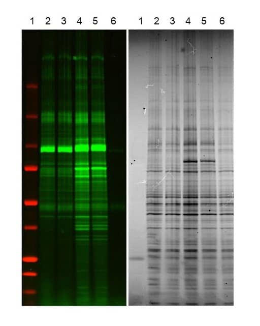 <b>Biological Strategies Validation. </b>Nuclear extracts of HEK293 cells were tandem labeled on O-GlcNAc using  Recombinant Human B4GalT1 Protein, CF (3609-GT) and  by Recombinant Human ST6GAL1 (aa 44-406) Protein, CF (7620-GT). Lane 1 contains a protein Western marker, lanes 4 and 5 contain samples that were treated with Recombinant Human O-GlcNAc Transferase/OGT Protein, CF (Catalog # 8446-GT) first and then labeled for O-GlcNAc, lane 6 contains a sample that was labeled with Recombinant Human ST6Gal1 only. The left side of the figure is the fluorescent image and the right side of the figure is the TCE image of the gel. More information on O-GlcNAc labeling can be found at O-GlcNAc/O-GalNAc Labeling Reagents. 