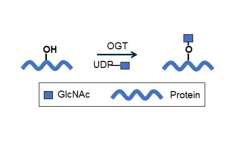 Recombinant Human O-GlcNAc Transferase/OGT Protein, CF (Catalog # 8446-GT) catalyzes the addition of a single GlcNAc in O-glycosidic linkage to serine or threonine residues.