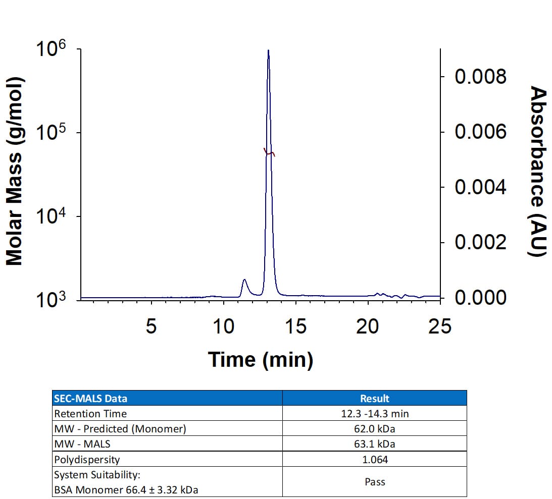 Recombinant Mouse E‑Cadherin His-tagged Protein (Catalog # 8875-EC) has a molecular weight (MW) of 60-66 kDa as analyzed by SEC-MALS, suggesting that this protein is a monomer. MW may differ from predicted MW due to post-translational modifications (PTMs) present (i.e. Glycosylation).