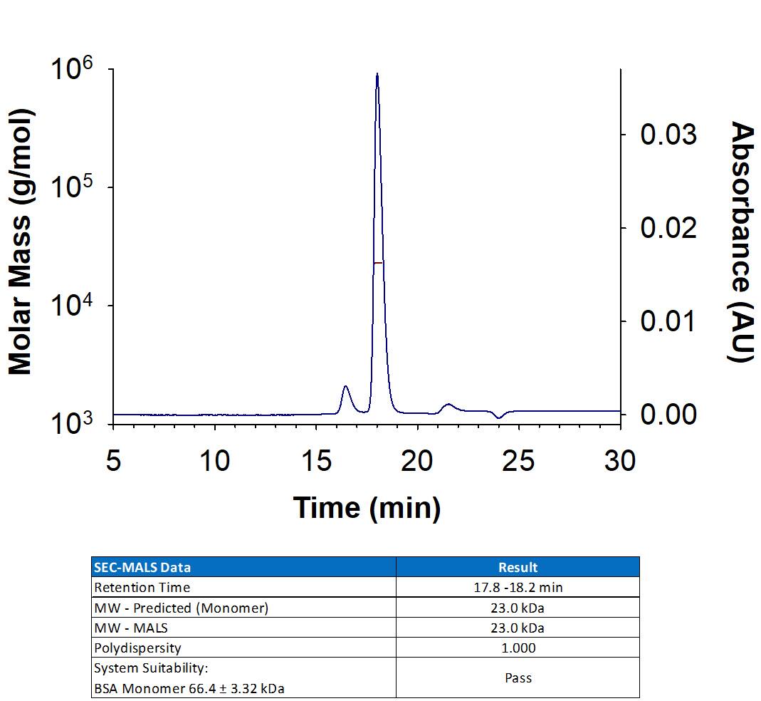 Recombinant Mouse S100A8/S100A9 Heterodimer Protein (Catalog # 8916-S8) has a molecular weight (MW) of 22-24 kDa as analyzed by SEC-MALS, suggesting that this protein is a heterodimer. 