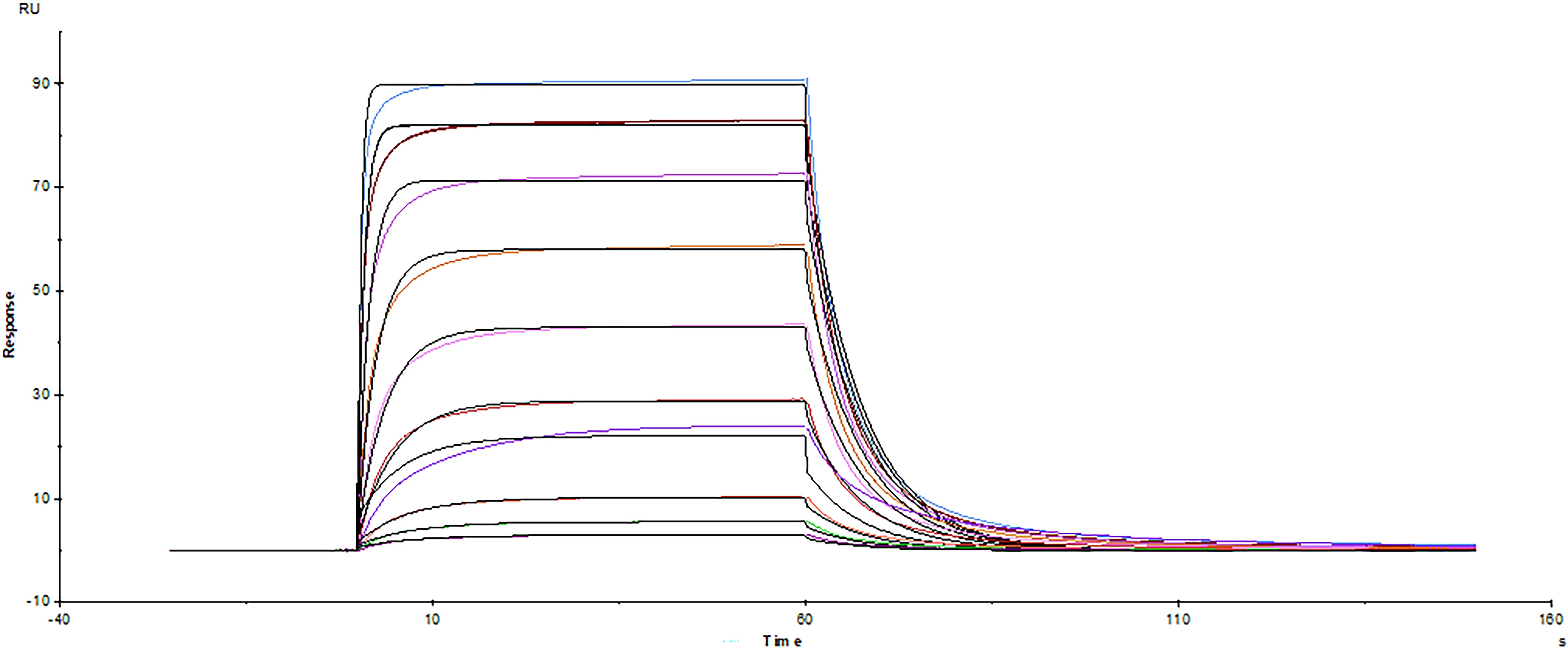 Avi-tag Biotinylated Recombinant Human PD-1 His protein (AVI8986) was immobilized on a Biacore Sensor Chip CM5 via the Avi-tag biotin, and binding to Recombinant Human PD-L2 His protein (Catalog # 9075-PL) was measured at a concentration range between 5.07 nM and 2.60 µM. The double-referenced sensorgram was fit to a 1:1 binding model to determine the binding kinetics and affinity, with an affinity constant of KD=0.173 µM.