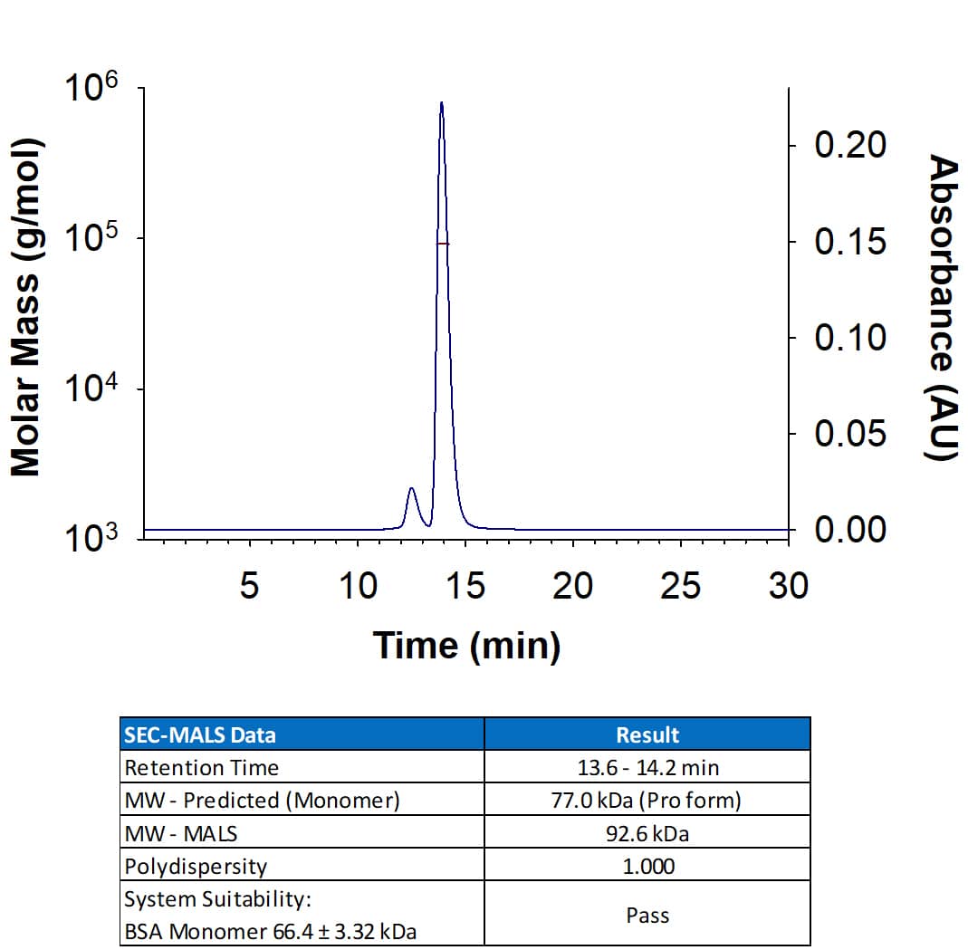 SEC-MALS MMP-9 [Unconjugated]