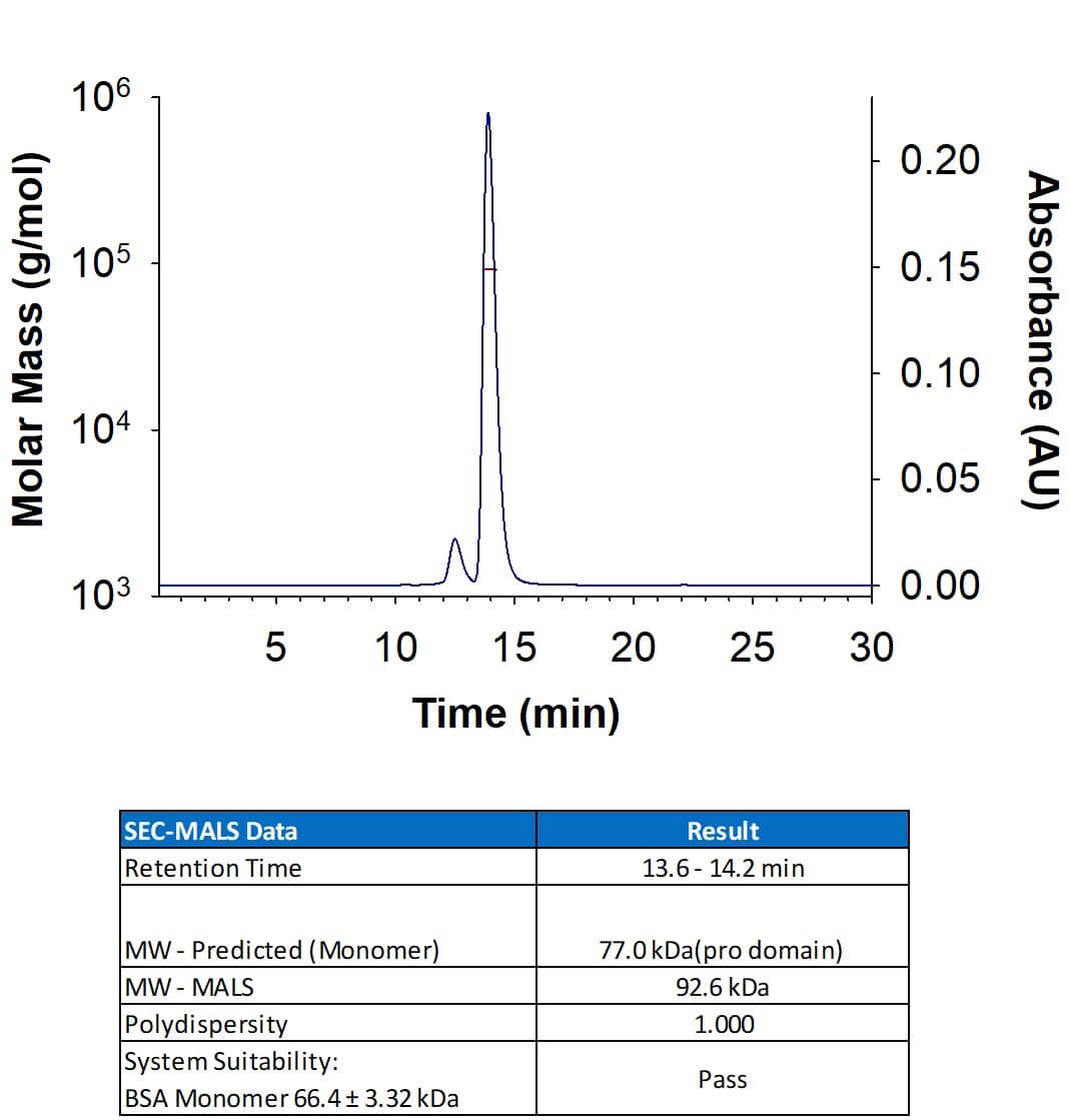 SEC-MALS MMP-9 [Unconjugated]