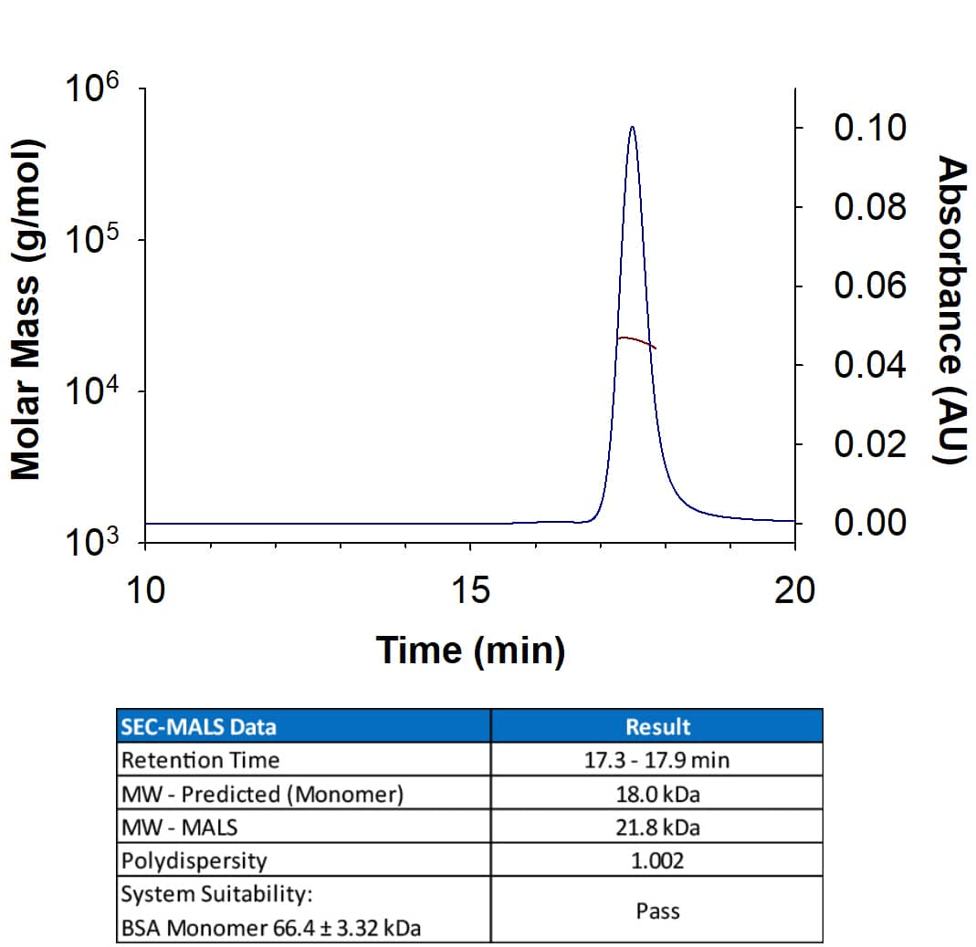 Recombinant Human 4-1BB/TNFRSF9 (Catalog # 9220-4B) has a molecular weight (MW) of 21.8 kDa as analyzed by SEC-MALS, suggesting that this protein is a monomer.  MW may differ from predicted MW due to post-translational modifications (PTMs) present (i.e. Glycosylation).