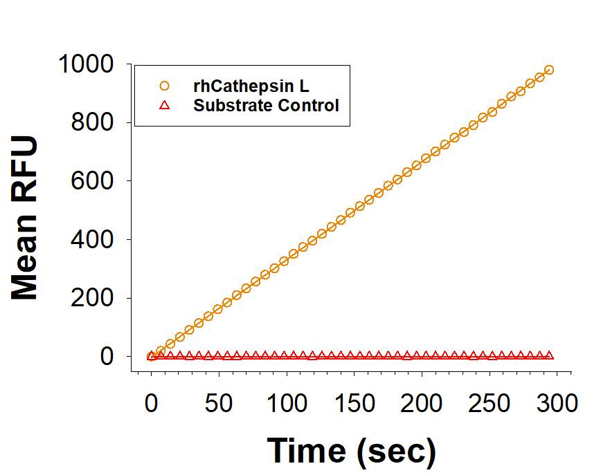 Recombinant Human Cathepsin L Protein (Catalog # 952-CY) is measured by its ability to cleave the fluorogenic peptide substrate Z-LR-AMC (ES008).