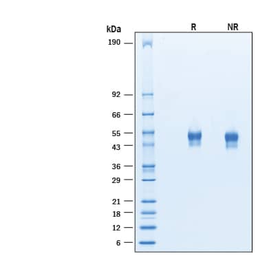 SDS-Page Fibromodulin/FMOD [Unconjugated]