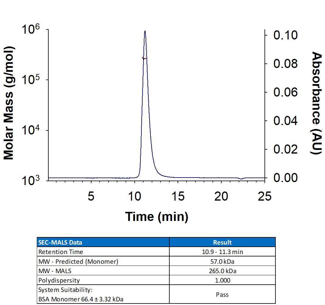 Recombinant Cynomolgus Monkey/Rhesus Macaque CD19 Fc Chimera Protein (Catalog # 9958-CD) has a molecular weight (MW) of 252-278 kDa as analyzed by SEC-MALS, suggesting that this protein is a homodimer. MW may differ from predicted MW due to post-translational modifications (PTMs) present (i.e. Glycosylation).