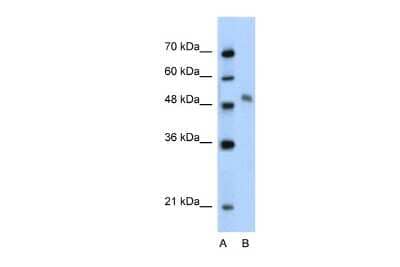 Western Blot: A-Myb Antibody [NBP2-86995] - WB Suggested Anti-MYBL1 Antibody Titration: 2.5ug/ml. Positive Control: Jurkat cell lysate