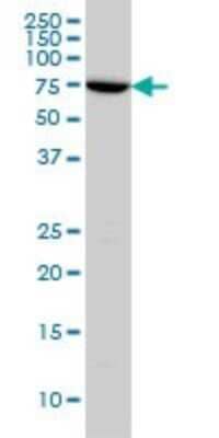 Western Blot: A-RAF Antibody (4H7) [H00000369-M03] - Analysis of ARAF expression in HeLa (Cat # L013V1).