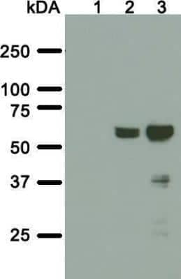 Western Blot: A. aeolicus BPL/BioID2 Antibody (SS 3A5-E2) [NBP2-59941] - Analysis in total cell lysate of parental HeLa cell line (lane 1) or HeLa polyclonal cell line stably expressing BioID2-TorsinA  delta E302/3 without (lane 2) or with induced expression (lane 3) were transferred to a nitrocellulose membrane and blotted for BPL R40G/BioID2 with SS 3A5-E2 antibody. The predicted molecular weight of BioID2-Torsin A Delta E302/3 fusion protein is 65 kDa