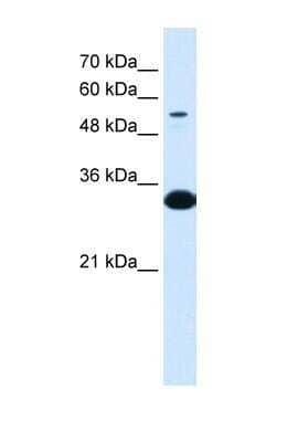 Western Blot: alpha 1B-Glycoprotein Antibody [NBP1-57965] - Fetal Liver tissue lysate at a concentration of 0.1ug/ml.