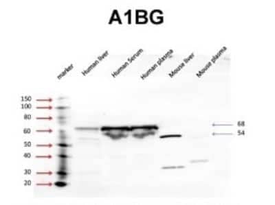 Western Blot: alpha 1B-Glycoprotein Antibody [NBP1-57965] - Reccomended Titration: 5 ug/ml Positive Control: human liver, human serum, human plasma