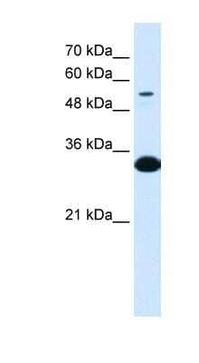 Western Blot: alpha 1B-Glycoprotein Antibody [NBP1-57969] - Antibody  Titration: 0.1 ug/ml Positive control: Fetal Liver.