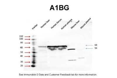 Western Blot: alpha 1B-Glycoprotein Antibody [NBP1-57969] - Antibody  Titration: 5 ug/ml Positive control: human liver, human serum, human plasma.