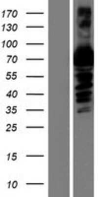 Western Blot: alpha 1B-Glycoprotein Overexpression Lysate [NBP2-05737] - Left-Empty vector transfected control cell lysate (HEK293 cell lysate); Right -Over-expression Lysate for A1BG.