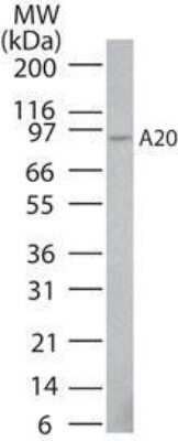 Western Blot: A20/TNFAIP3 Antibody (59A426) - Azide Free [NBP2-33252] - Human Jurkat lysate probed with A20 antibody at 4 ug/ml. Image from the standard format of this antibody.