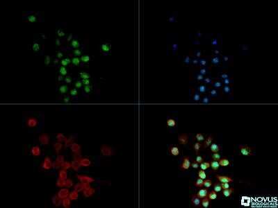 Immunocytochemistry/Immunofluorescence: A2BP1 Antibody (D8H8) - Azide and BSA Free [NBP2-80553] - A2BP1 antibody was tested in Neuro-2a cells with Dylight 488 (green). Nuclei and alpha-tubulin were counterstained with DAPI (blue) and Dylight 550 (red). Image from the standard format of this antibody.