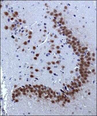 Immunohistochemistry: A2BP1 Antibody (D8H8) - Azide and BSA Free [NBP2-80553] - IHC staining of A2BP1 in mouse brain using DAB with hematoxylin counterstain. Image from the standard format of this antibody.