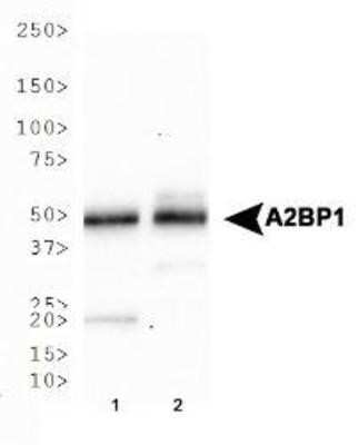 Western Blot: A2BP1 Antibody (D8H8) - Azide and BSA Free [NBP2-80553] - Western blot analysis of A2BP1 expression in 1) human brain and 2) mouse brain tissue lysates. Image from the standard format of this antibody.